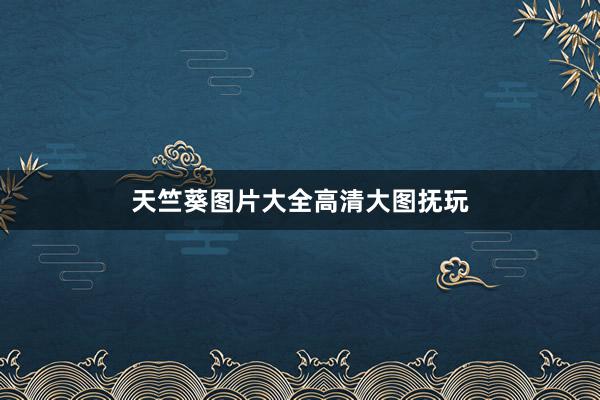 天竺葵图片大全高清大图抚玩
